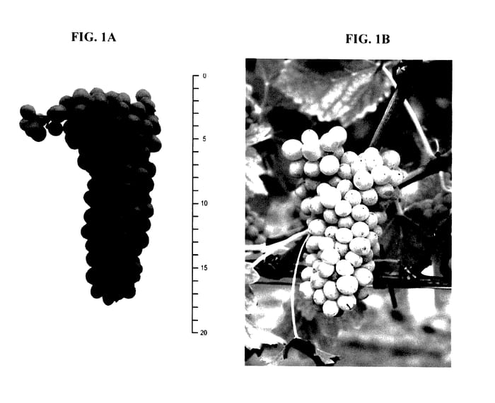 Figure 1 of US plant patent PP28022, the photograph of SAUVIGNON RYTOS printed in the patent.
