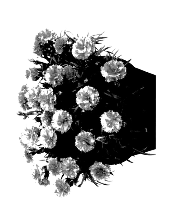 Figure 1 of US plant patent PP28024, the photograph of Hilmimi printed in the patent.