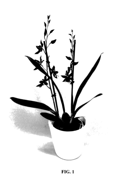 Figure 1 of US plant patent PP28026, the photograph of CAMBOLYK printed in the patent.
