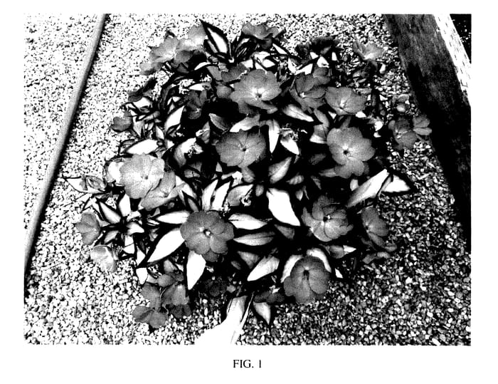 Figure 1 of US plant patent PP28027, the photograph of SAKIMP037 printed in the patent.