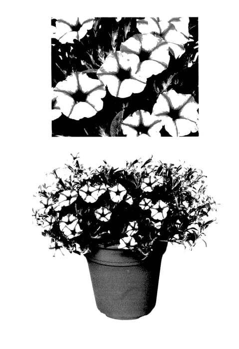 Figure 1 of US plant patent PP28028, the photograph of USTUNJ2401 printed in the patent.