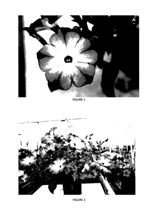 Figure 1 of US plant patent PP28029, the photograph of PEHY0013 printed in the patent.