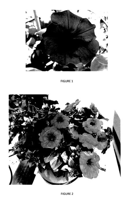 Figure 1 of US plant patent PP28030, the photograph of PEHY0015 printed in the patent.