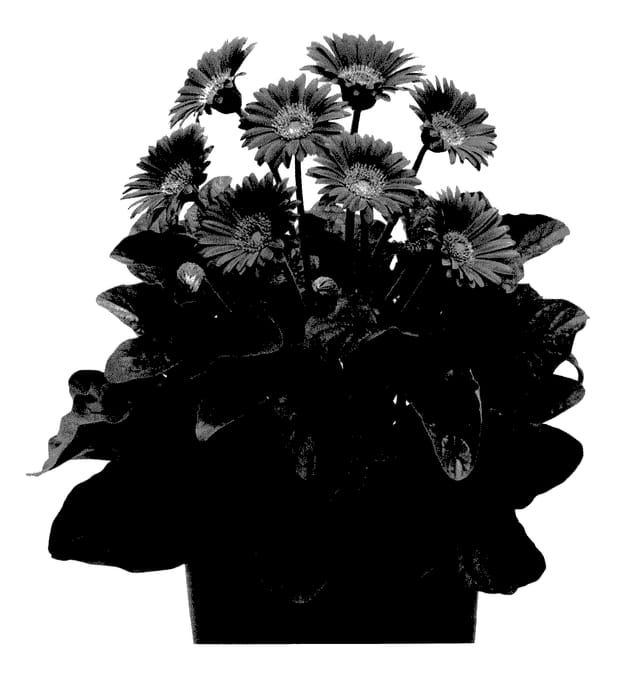 Figure 1 of US plant patent PP28031, the photograph of Garheart printed in the patent.