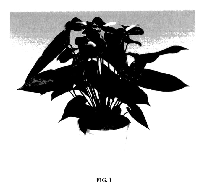 Figure 1 of US plant patent PP28032, the photograph of ANTHCUFPA printed in the patent.
