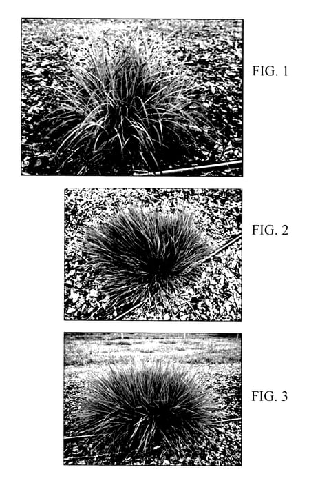 Figure 1 of US plant patent PP28033, the photograph of Seasons in the Sun printed in the patent.