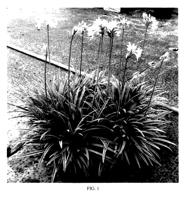 Figure 1 of US plant patent PP28034, the photograph of Neverland printed in the patent.