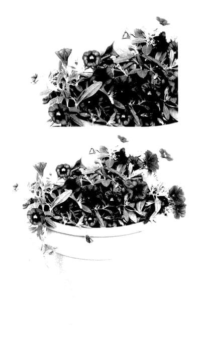 Figure 1 of US plant patent PP28035, the photograph of INTA 06575 printed in the patent.