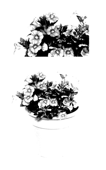 Figure 1 of US plant patent PP28036, the photograph of INCALMIABE printed in the patent.