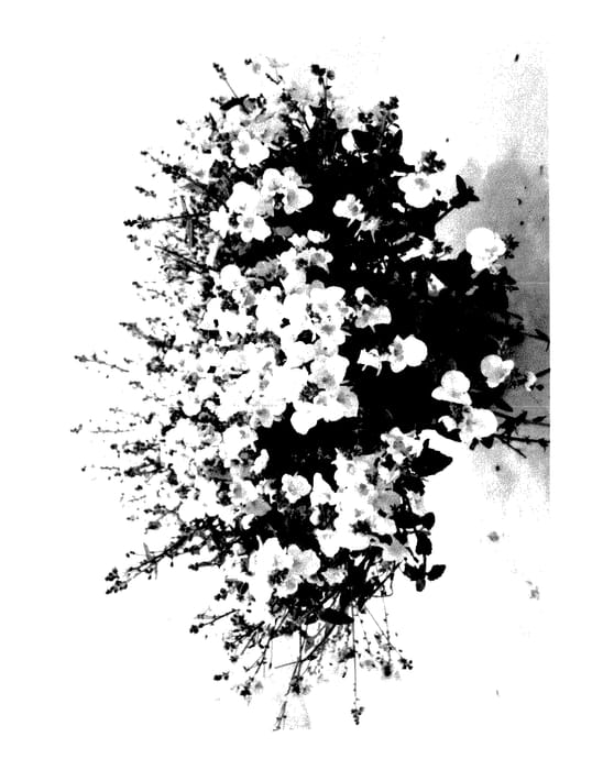 Figure 1 of US plant patent PP28037, the photograph of DDIASC990 printed in the patent.