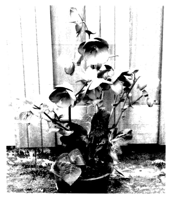 Figure 1 of US plant patent PP28038, the photograph of EPB 12 printed in the patent.