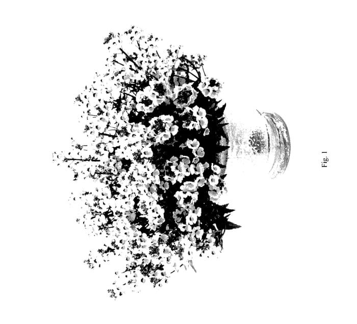 Figure 1 of US plant patent PP28039, the photograph of DNESUNSHIN printed in the patent.