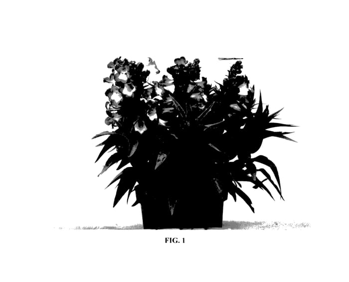 Figure 1 of US plant patent PP28040, the photograph of YAPMINE printed in the patent.