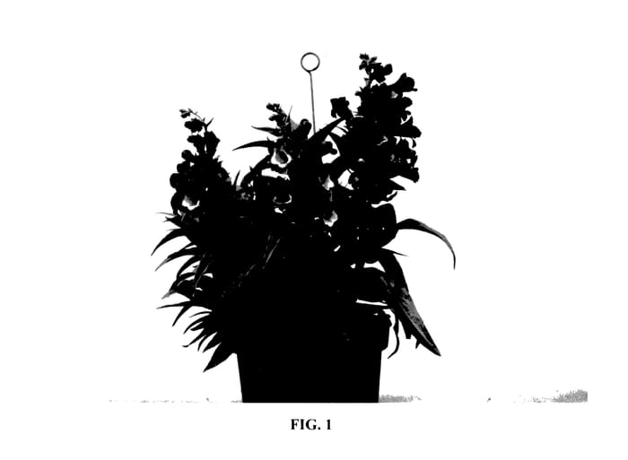 Figure 1 of US plant patent PP28041, the photograph of YAPRUBY printed in the patent.