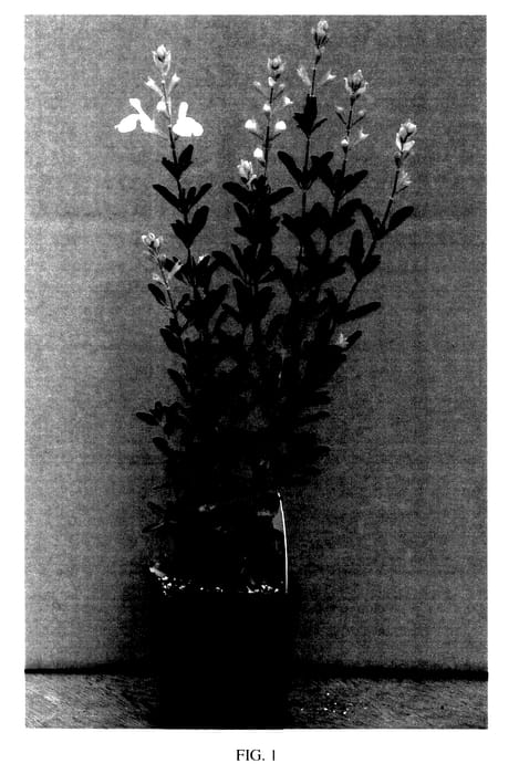 Figure 1 of US plant patent PP28042, the photograph of Elk White Ice printed in the patent.