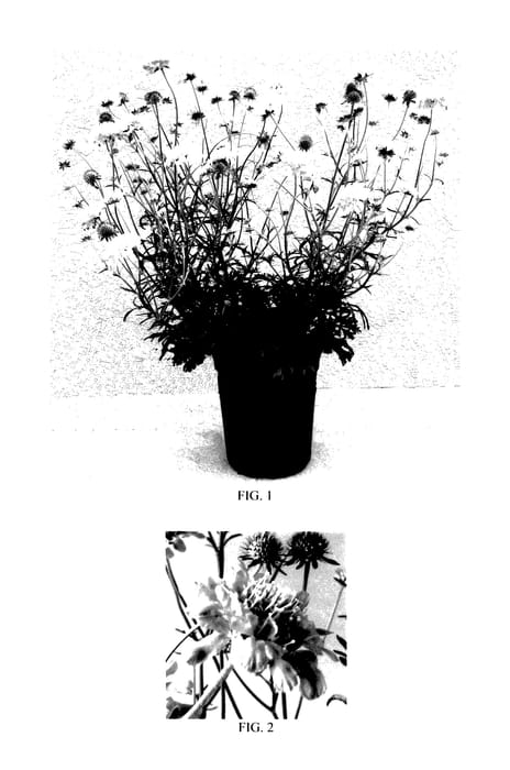 Figure 1 of US plant patent PP28043, the photograph of Balfluttdelu printed in the patent.