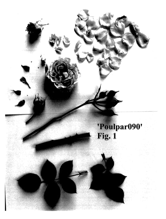 Figure 1 of US plant patent PP28044, the photograph of Poulpar090 printed in the patent.
