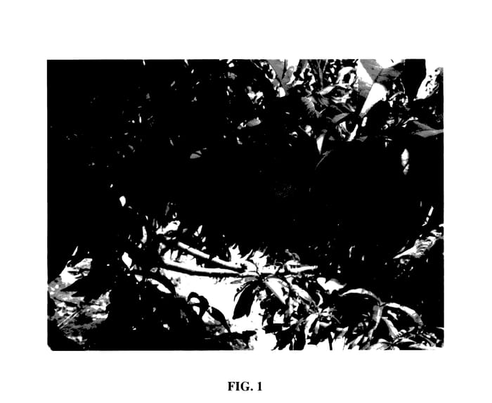 Figure 1 of US plant patent PP28045, the photograph of Royal Zest One printed in the patent.