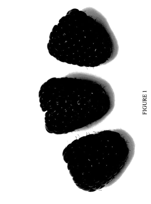 Figure 1 of US plant patent PP28046, the photograph of Pacific Starlet printed in the patent.