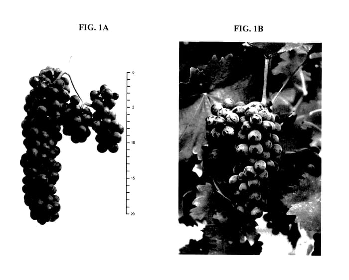 Figure 1 of US plant patent PP28047, the photograph of CABERNET VOLOS printed in the patent.