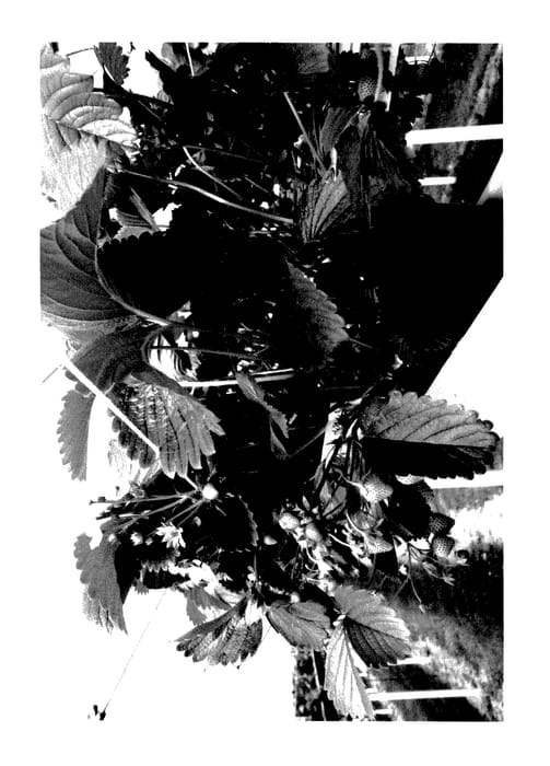 Figure 1 of US plant patent PP28048, the photograph of Yambu printed in the patent.