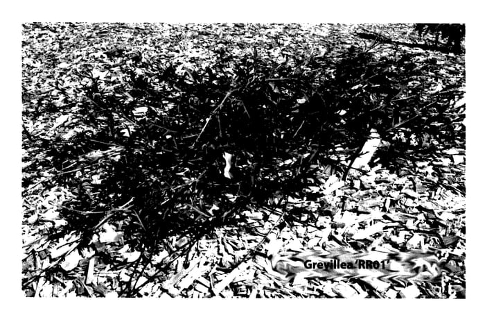 Figure 1 of US plant patent PP28049, the photograph of RR01 printed in the patent.