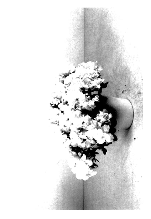 Figure 1 of US plant patent PP28050, the photograph of HORT12 printed in the patent.