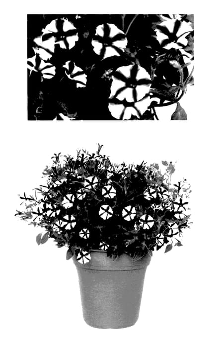 Figure 1 of US plant patent PP28051, the photograph of USTUNJ1901 printed in the patent.