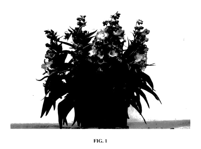 Figure 1 of US plant patent PP28053, the photograph of YAPROSE printed in the patent.