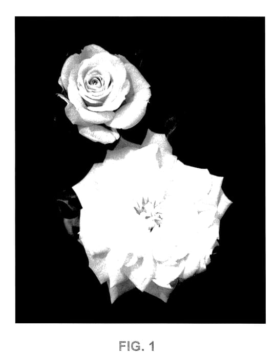 Figure 1 of US plant patent PP28054, the photograph of Meizorland printed in the patent.