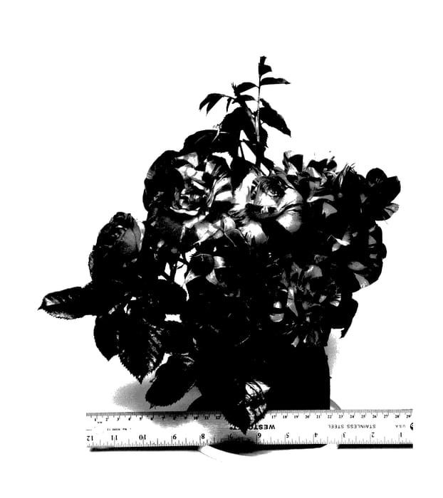 Figure 1 of US plant patent PP28055, the photograph of ORAlodsem printed in the patent.