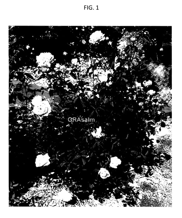 Figure 1 of US plant patent PP28056, the photograph of GRAsalm printed in the patent.