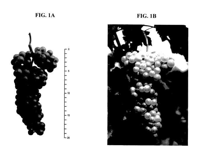 Figure 1 of US plant patent PP28057, the photograph of SORÉLI printed in the patent.