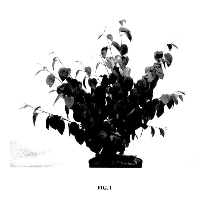 Figure 1 of US plant patent PP28058, the photograph of JWW4 printed in the patent.