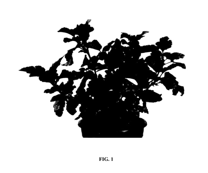 Figure 1 of US plant patent PP28059, the photograph of Hoogi018 printed in the patent.