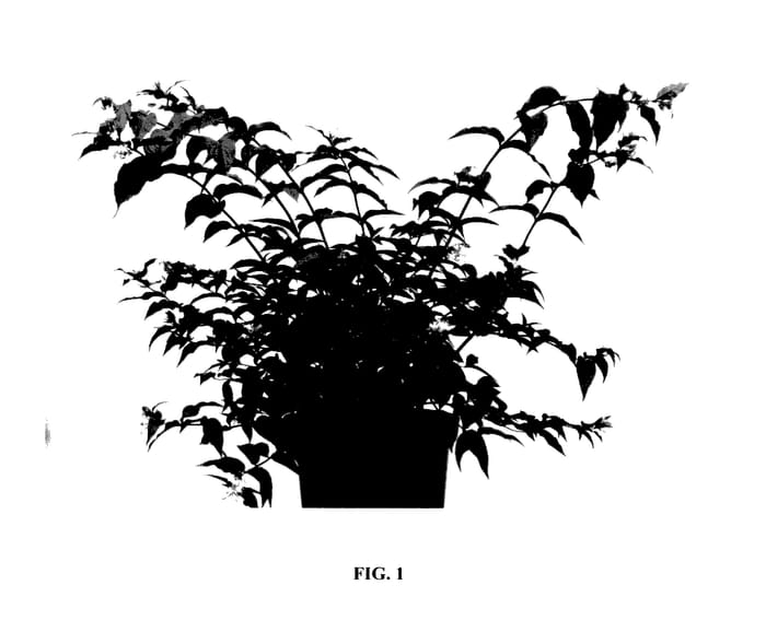Figure 1 of US plant patent PP28060, the photograph of El Madrigal printed in the patent.