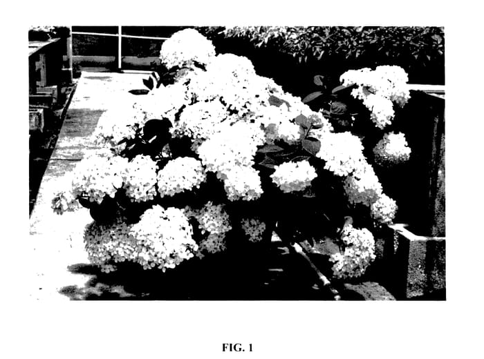 Figure 1 of US plant patent PP28062, the photograph of Little Echo printed in the patent.
