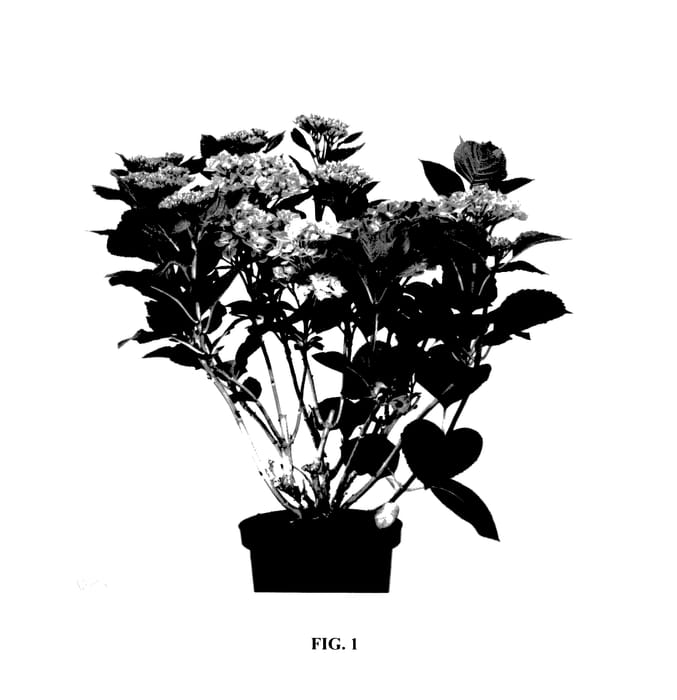Figure 1 of US plant patent PP28063, the photograph of HORTMAGRECLO printed in the patent.