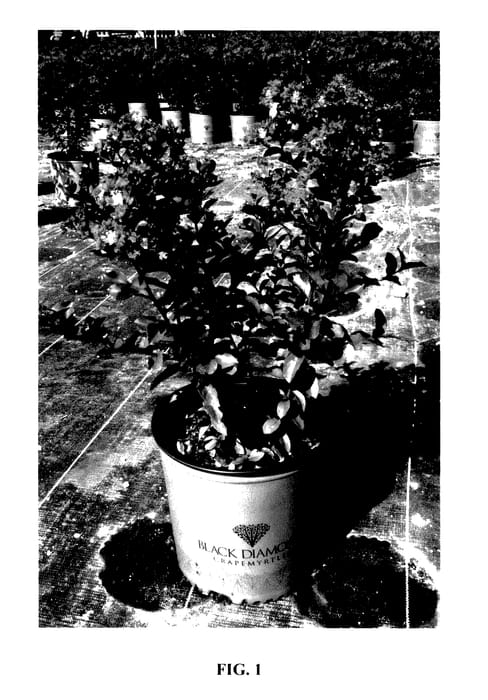 Figure 1 of US plant patent PP28064, the photograph of 11LI printed in the patent.