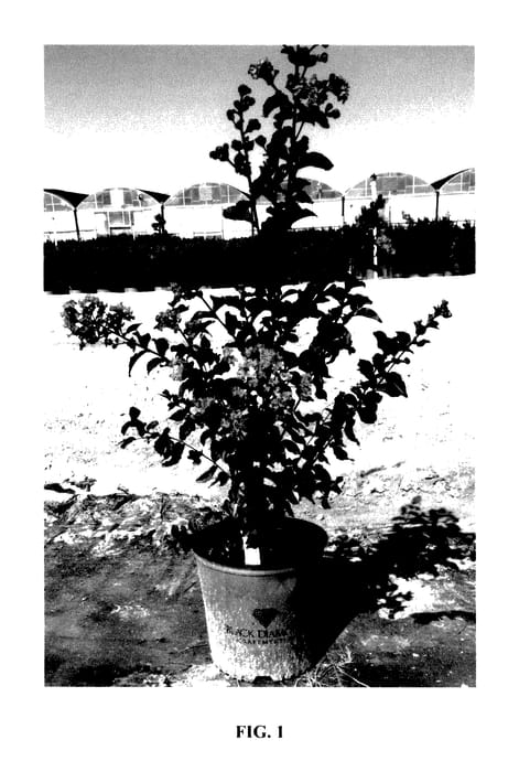 Figure 1 of US plant patent PP28065, the photograph of 1LI printed in the patent.
