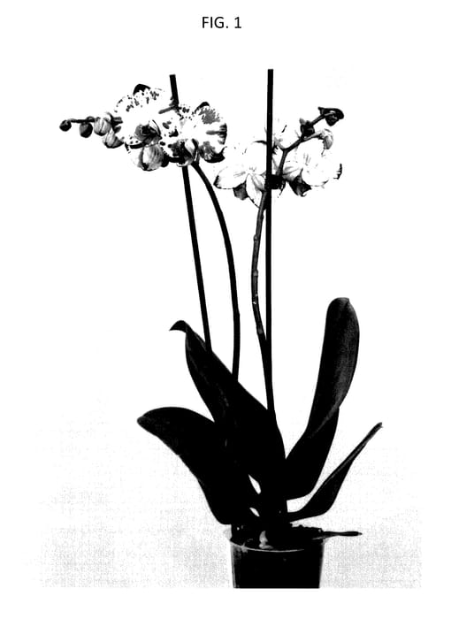 Figure 1 of US plant patent PP28066, the photograph of Suphal1401 printed in the patent.