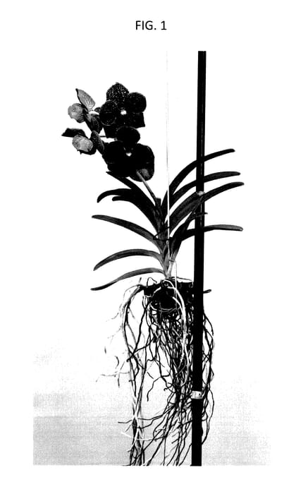 Figure 1 of US plant patent PP28067, the photograph of SPCDW1401 printed in the patent.