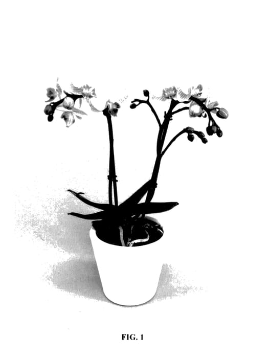 Figure 1 of US plant patent PP28068, the photograph of PHALCRYO printed in the patent.