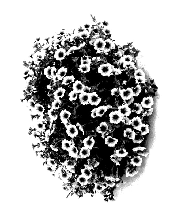 Figure 1 of US plant patent PP28069, the photograph of Kerlatte printed in the patent.