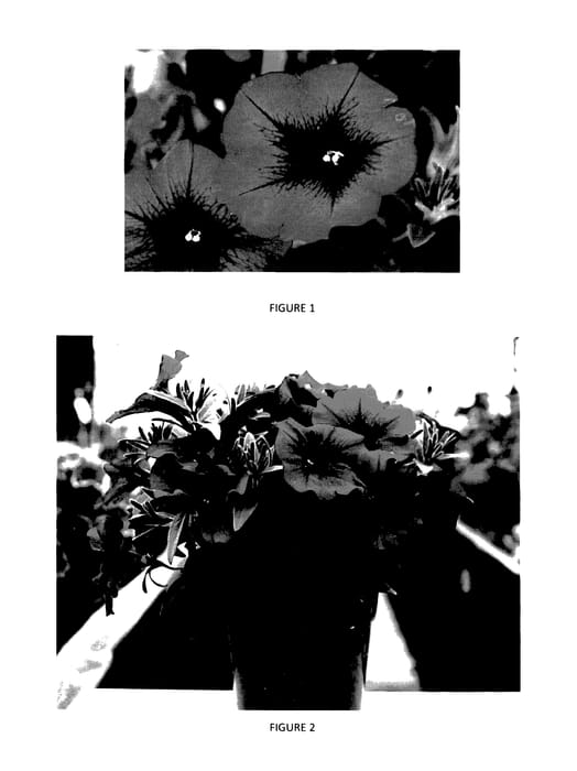 Figure 1 of US plant patent PP28070, the photograph of PEHY0011 printed in the patent.