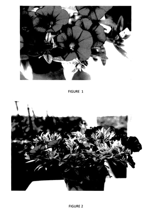 Figure 1 of US plant patent PP28071, the photograph of CBRZ0007 printed in the patent.