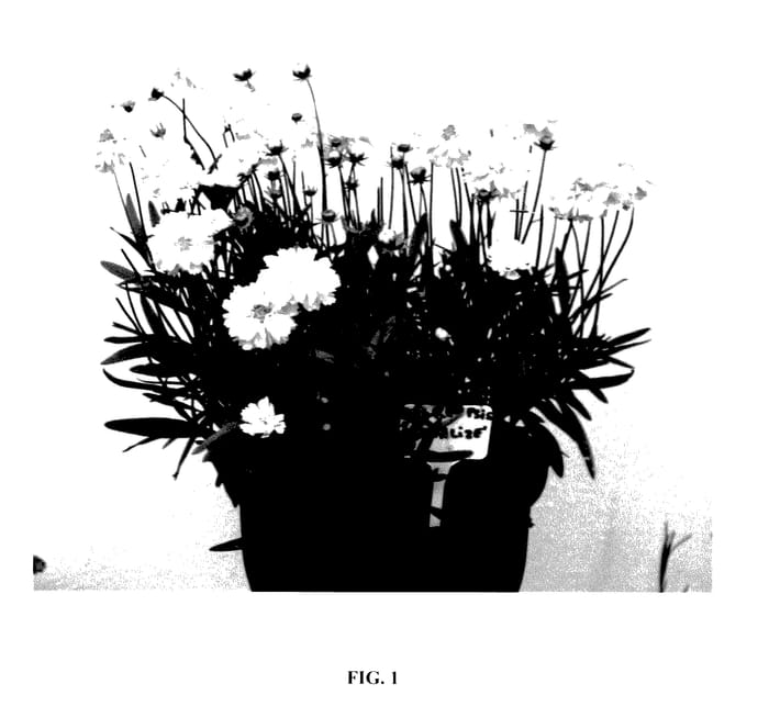 Figure 1 of US plant patent PP28072, the photograph of Charlize printed in the patent.
