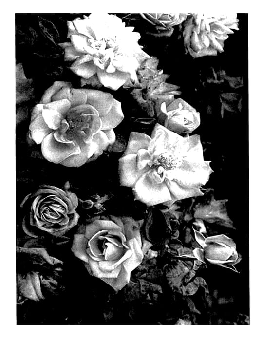 Figure 1 of US plant patent PP28073, the photograph of Meidoscope printed in the patent.