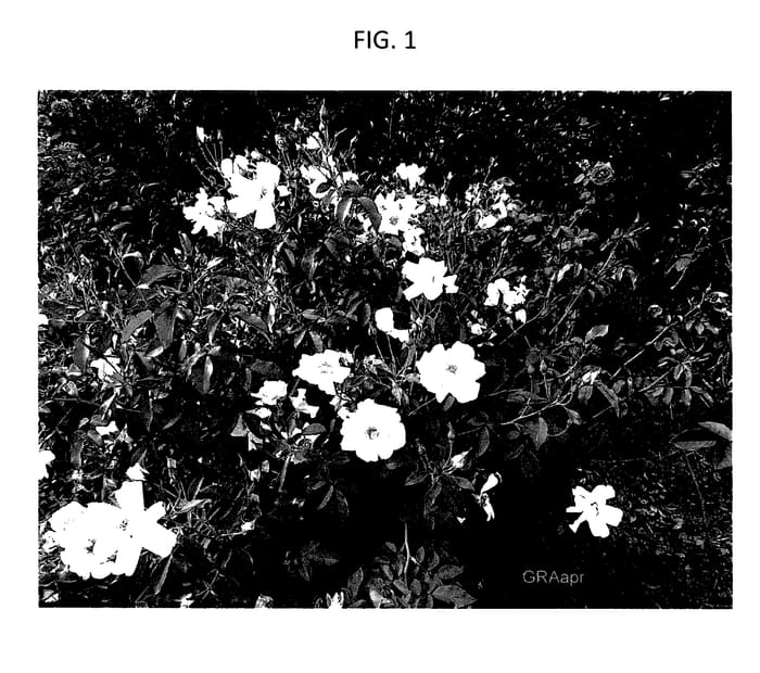 Figure 1 of US plant patent PP28074, the photograph of GRAapr printed in the patent.