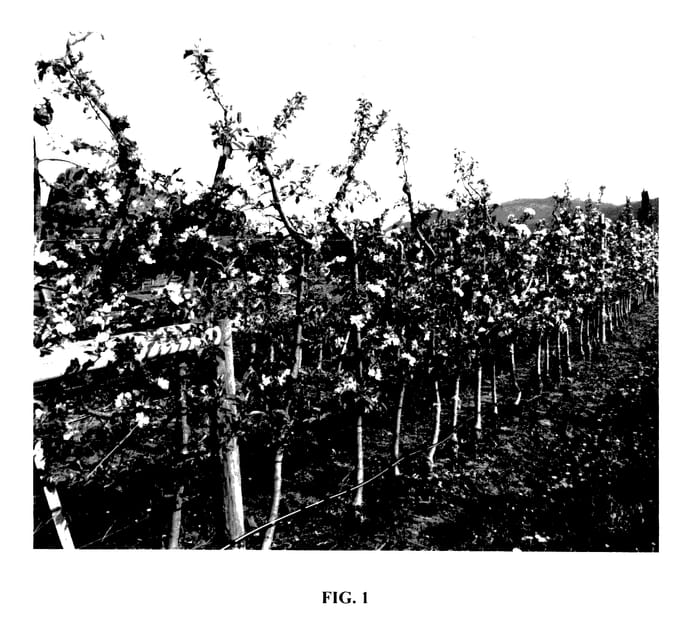 Figure 1 of US plant patent PP28075, the photograph of SPA493 printed in the patent.